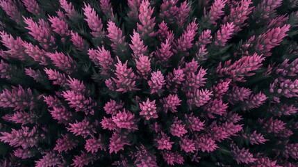 Obraz premium Blooming heather. Heathland. Background for physine with flowers. Floral backdrop. Pink flower. Meadow with heather. Moorland