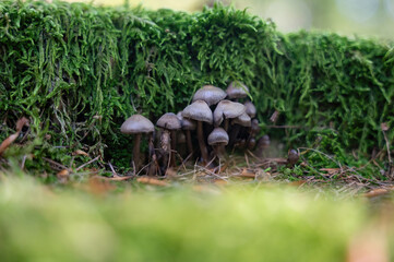 Mushrooms in the forest