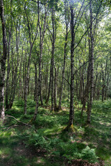 Birch forest