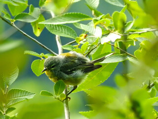 Northern Parula perched in the branches on a sunny summer morning 