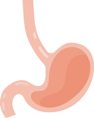 Stomach anatomy diagram