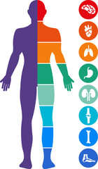 Human organs anatomical chart