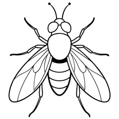 Housefly illustration vector
