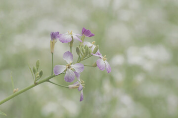 Cardamine pratensis, the cuckoo flower