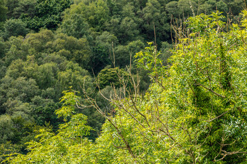 Bare tips of shoots due to Ash Dieback Disease (Hymenoscyphus fraxineus) on a large ash tree at Cloutsham in Exmoor National Park, Somerset UK.