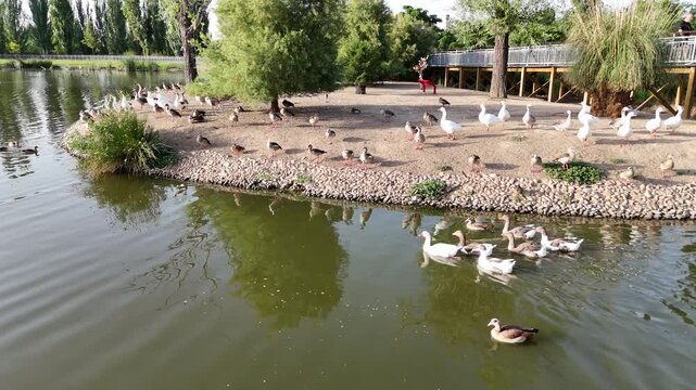 Lago de patos en un parque con &aacute;reas verdes, arboles y vista a&eacute;rea.