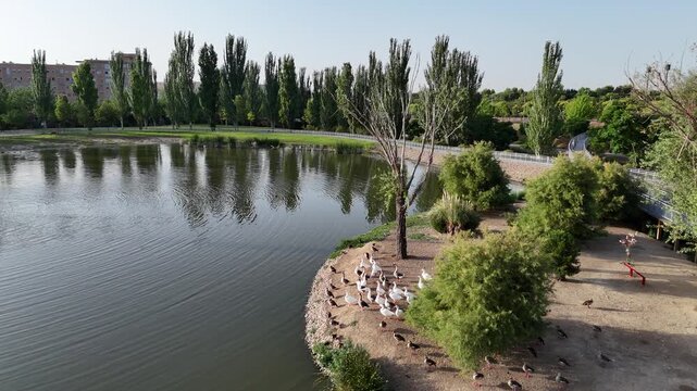 Lago de patos en un parque con &aacute;reas verdes, arboles y vista a&eacute;rea.