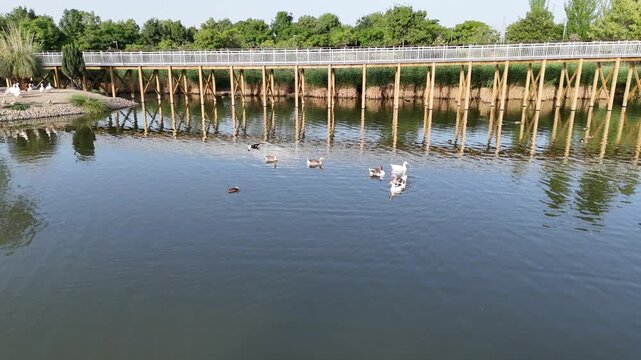 Lago de patos en un parque con &aacute;reas verdes, arboles y vista a&eacute;rea.