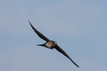 A Cliff Swallow carries a bit of dry grass back to the nest to build it up on a sunny summer day at the Bear River Migratory Bird Refuge in Brigham City Utah, USA.