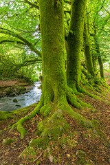 Fototapeta premium Moss growing at the foot of beech trees, Exmoor National Park, Robbers Bridge nr Oare, Somerset, England UK