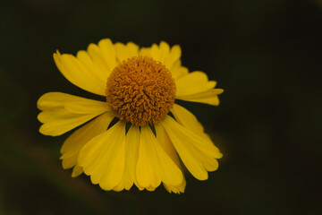Common sneezeweed against a dark background.
