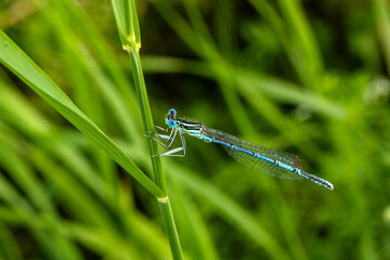 Männliche Blaue Federlibelle (Platycnemis pennipes)