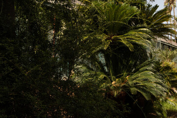 A lush tropical jungle scene with a hint of sunlight