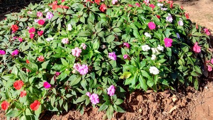 flowers in garden
