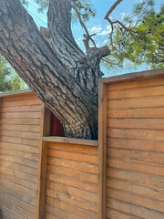 Wooden structure with a recess for a living tree, a concept for preserving nature