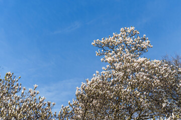 A beautiful magnolia tree is in bloom, its white flowers contrasting beautifully with the clear blue sky. The branches of the tree reach to the heavens, symbolizing growth, aspiration, new beginning