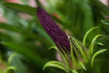 Gazania