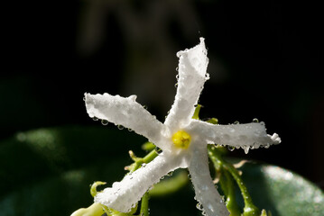 Jasminum officinale