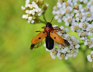 Tituboea macropus auf Schafgarbe beim Flug