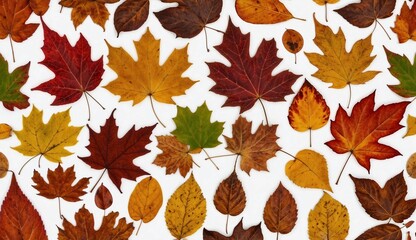 Fototapeta premium Various colorful autumn leaves on a white background image.