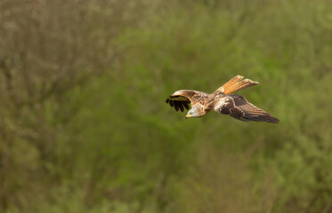 Red kite in flight against colourful background