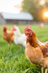 Free-range chickens roaming a sunny pasture, lush green grass, and a cozy barn in the background 