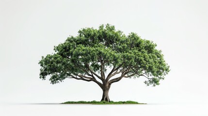 Obraz premium Pecan tree from young plant to fullgrown single object have space between tree, realistic isolated on white background