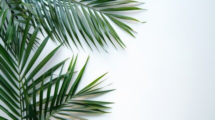 Palm branches on white background with flat lay and top view