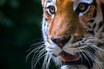 Close-up portrait of calm Siberian tiger (or Amur tiger, subspecie Panthera tigris tigris) animal....