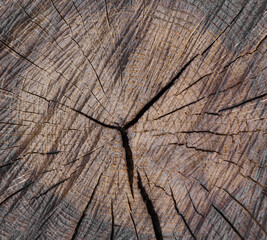 old cracked cut of wood with annual rings