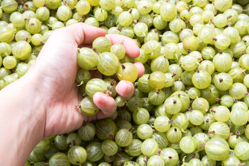 freshly harvested gooseberries in the box