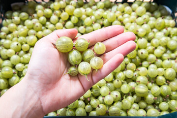 freshly harvested gooseberries in the box