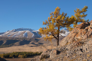 Gold larch trees on an sunny autumn mountain slope