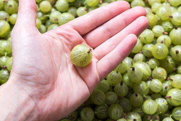 freshly harvested gooseberries in the box