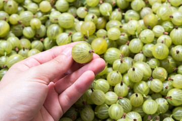 freshly harvested gooseberries in the box