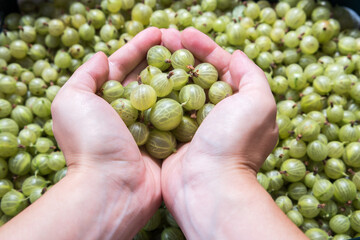 freshly harvested gooseberries in the box