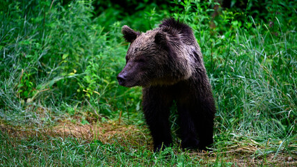 Europäischer Braunbär // European brown bear (Ursus arctos arctos) - Karpaten, Rumänien / Carpathians, Romania © bennytrapp