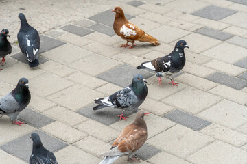 Pigeons walks on embankment river in city. Flock of birds promenade and looks on water. True dove...