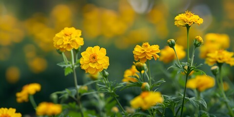 Obraz premium Yellow Flowers in a Green Garden