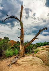Dead tree on a cloudy day