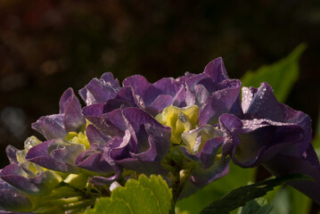 Hydrangea