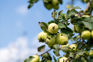 Close-up view of group of small green apples hanging on swaying tree branch in a sunny summer day. Soft focus. Copy space. Organic food theme.