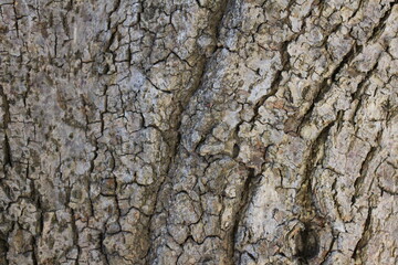 bark of a tree
