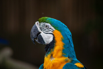 A photo of The blue-and-yellow macaw against bokeh background