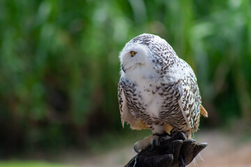 A photo of a Snow Owl looking in the line of Camera against green background