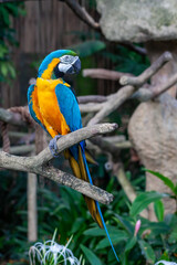 A photo of The blue-and-yellow macaw against green bokeh background