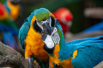 A photo of The blue-and-yellow macaw against green bokeh background