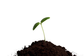 A sprout grows on a small mound of soil on a white background.