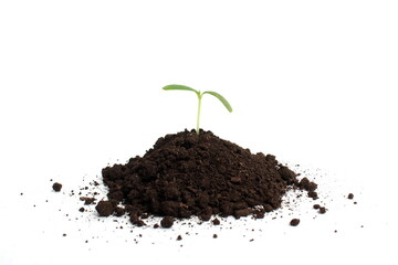 A sprout grows on a small mound of soil on a white background.