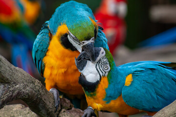 A photo of The blue-and-yellow macaw against green bokeh background